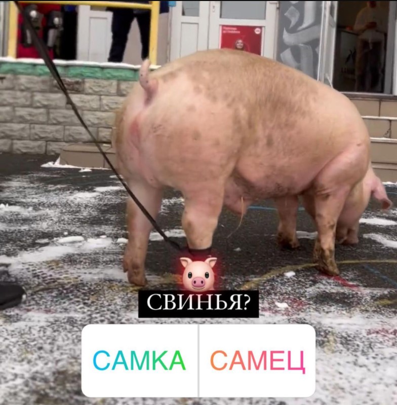 В тату-салон Киева привезли свинью, чтобы «набить» купола для рекорда (фото, видео) - 3 - изображение