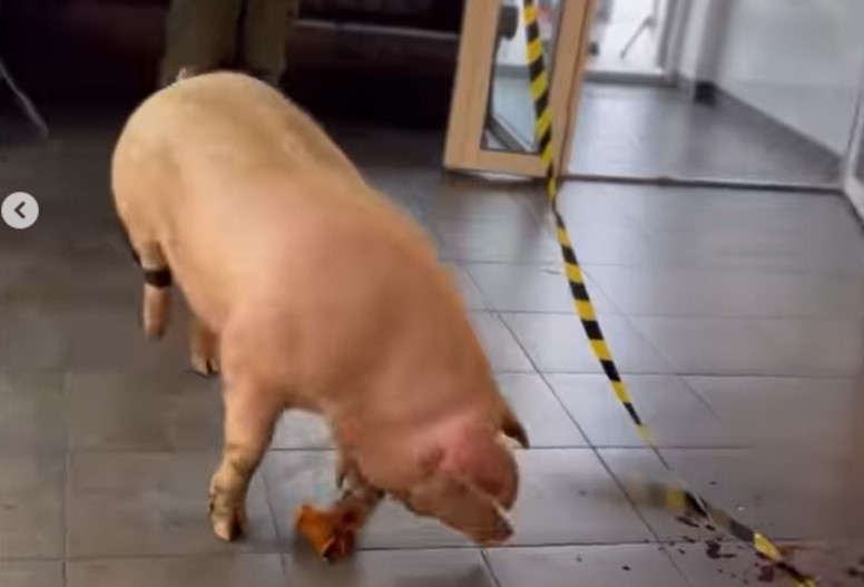 В тату-салон Киева привезли свинью, чтобы «набить» купола для рекорда (фото, видео) - 1 - изображение