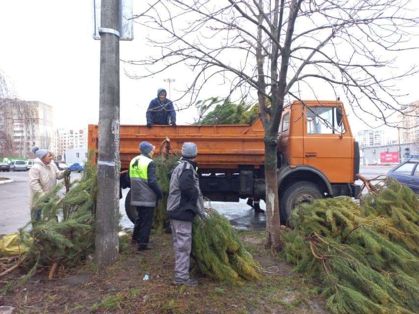 Продавцы ёлок в Одессе испортили непроданные деревья, чтобы они никому не достались (фото) - 1 - изображение