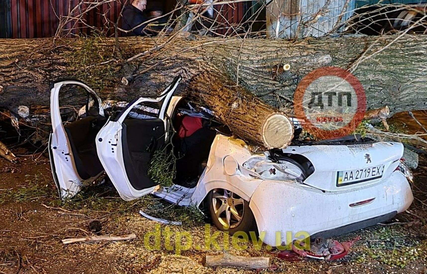 В Киеве дерево упало и раздавило автомобиль: водитель погиб на месте (фото)